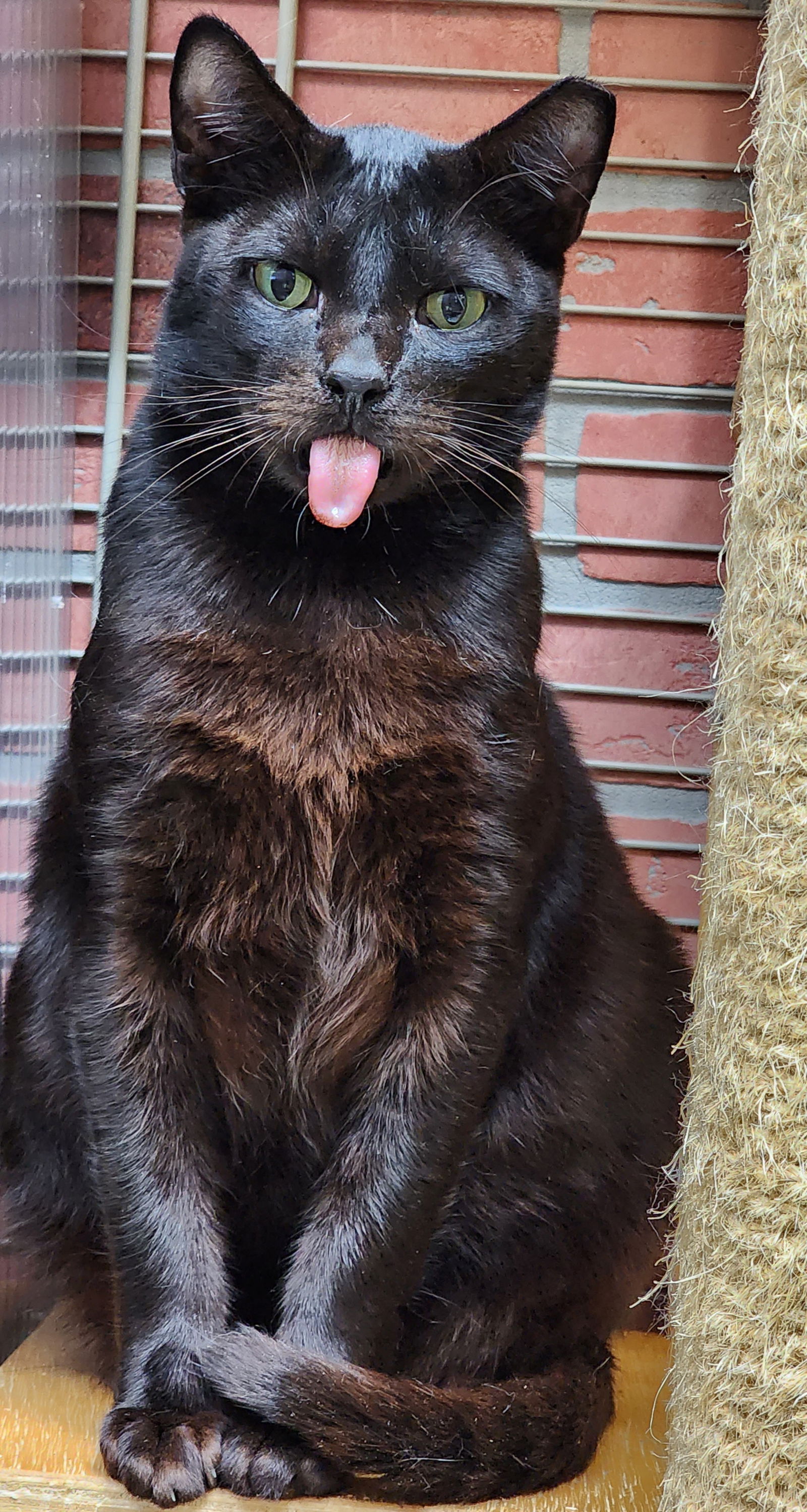 adoptable Cat in Pompano Beach, FL named Coco Boy