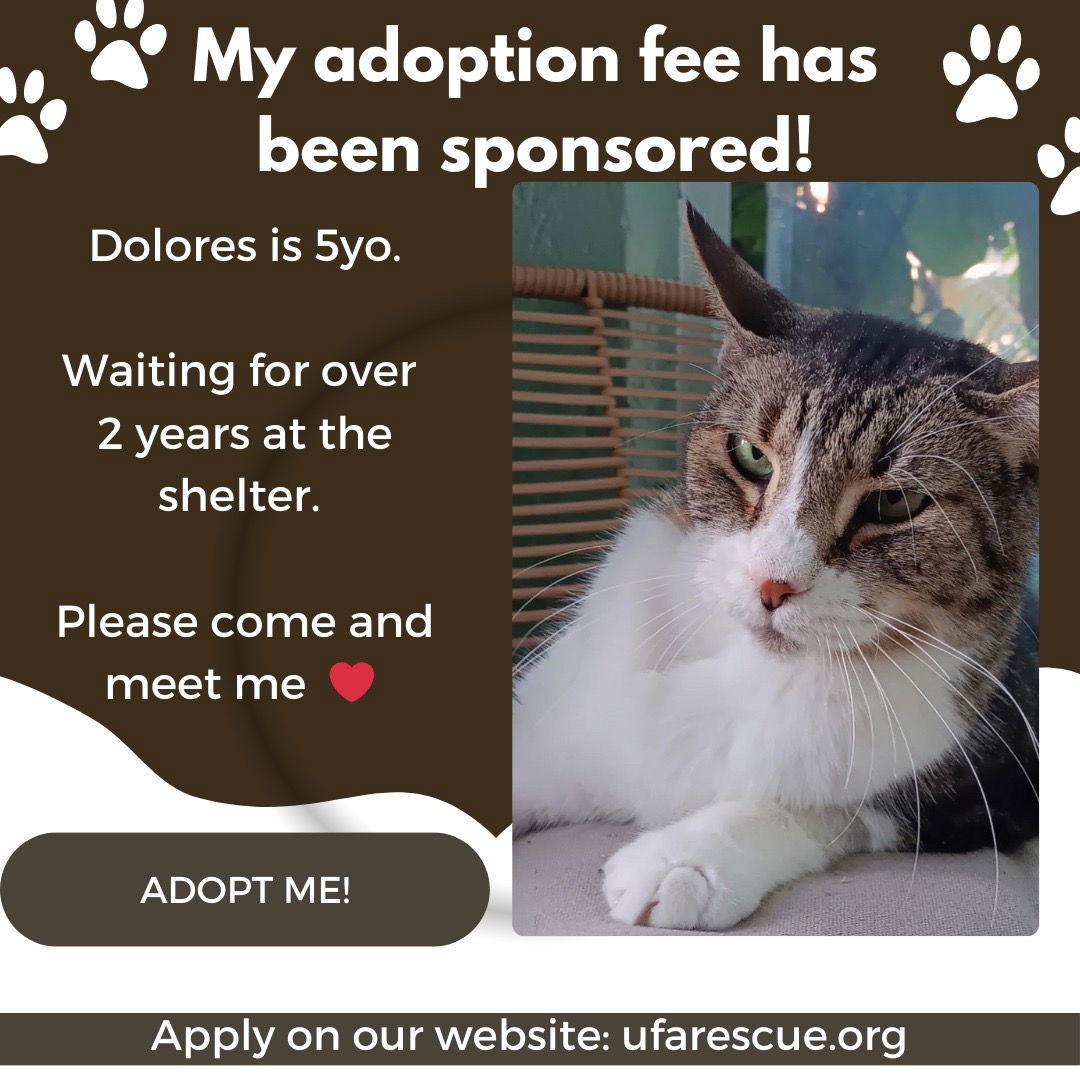 adoptable Cat in Pompano Beach, FL named Dolores