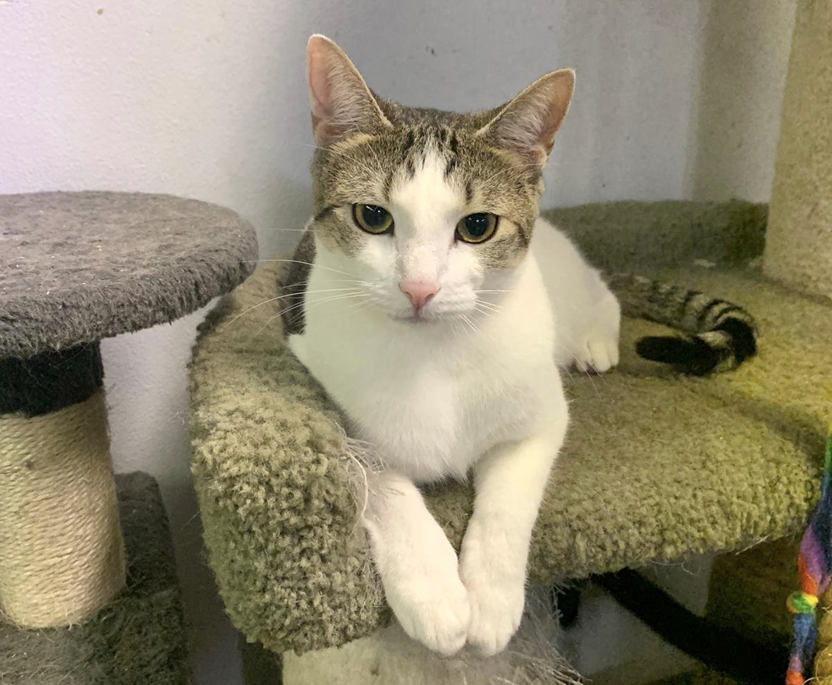 adoptable Cat in Pompano Beach, FL named Ivy