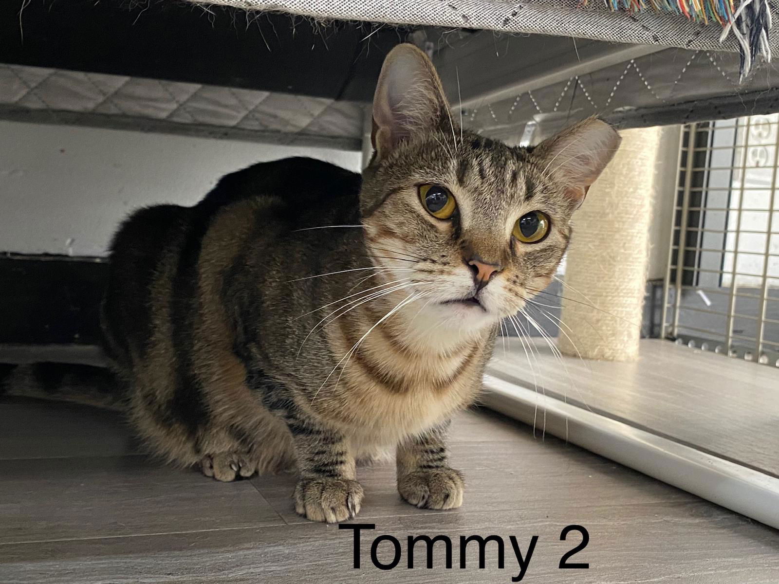 adoptable Cat in Pompano Beach, FL named Tommy 2