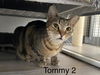 adoptable Cat in Pompano Beach, FL named Tommy 2