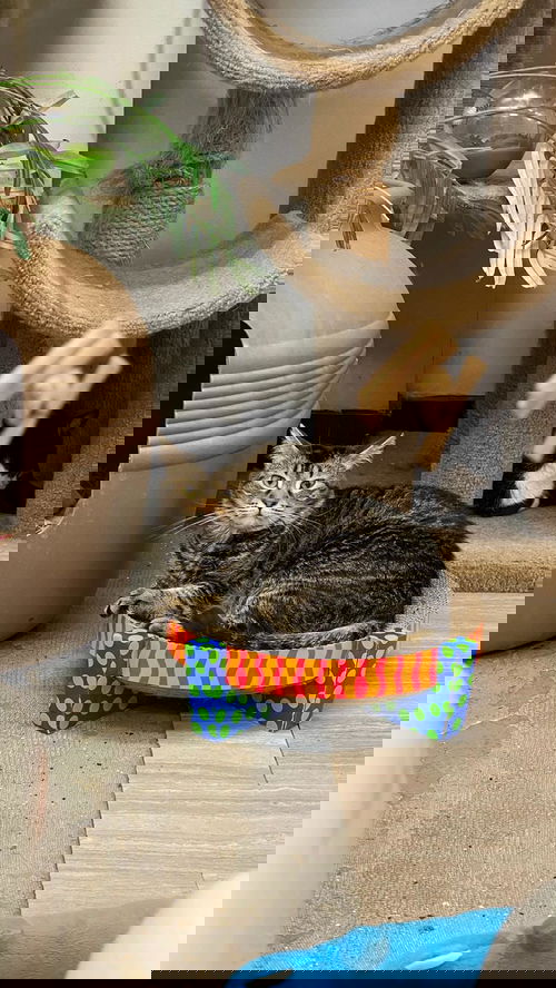 Alice 2