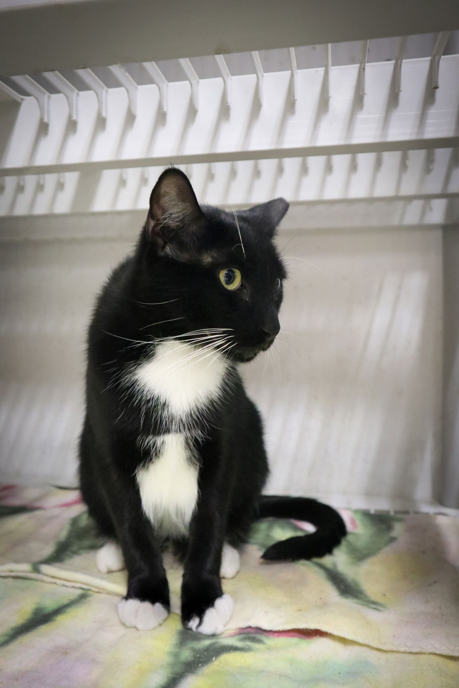 adoptable Cat in Pompano Beach, FL named Pratt