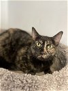 adoptable Cat in pompano , FL named Ariana