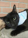 adoptable Cat in Pompano Beach, FL named Eduardo