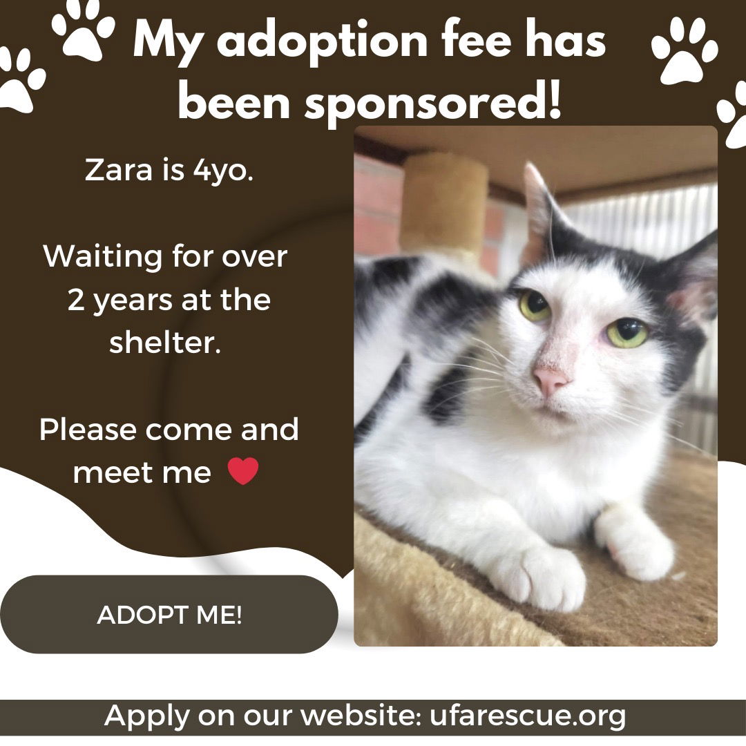 adoptable Cat in Pompano Beach, FL named Zara