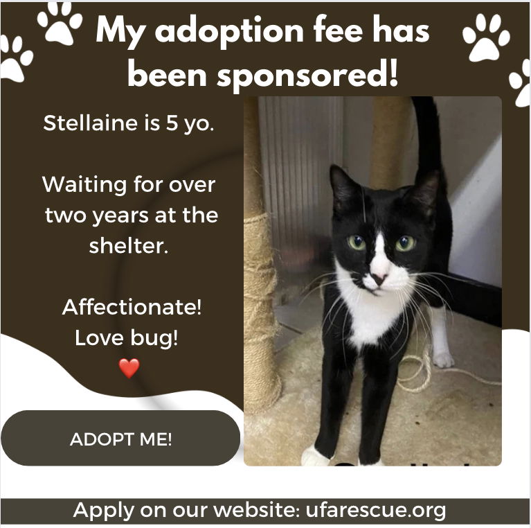 adoptable Cat in Pompano Beach, FL named Stellaine