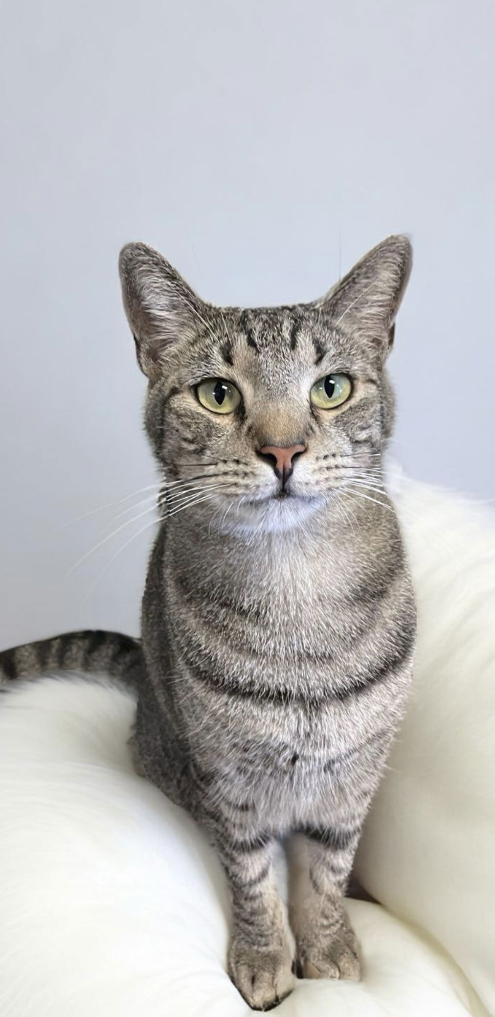 adoptable Cat in Pompano Beach, FL named Carlos