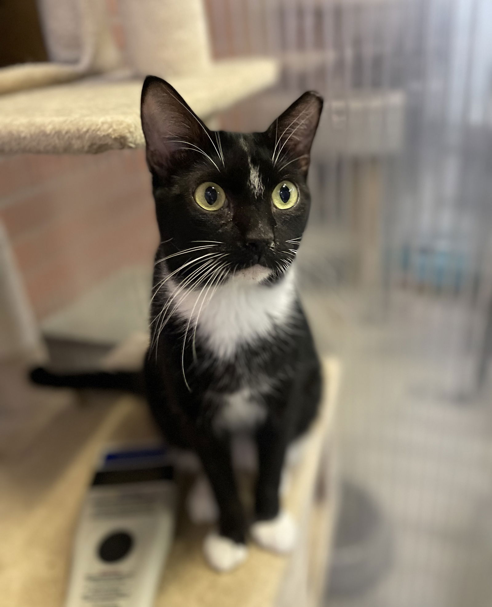 adoptable Cat in Pompano Beach, FL named Ronald