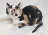 Kerline