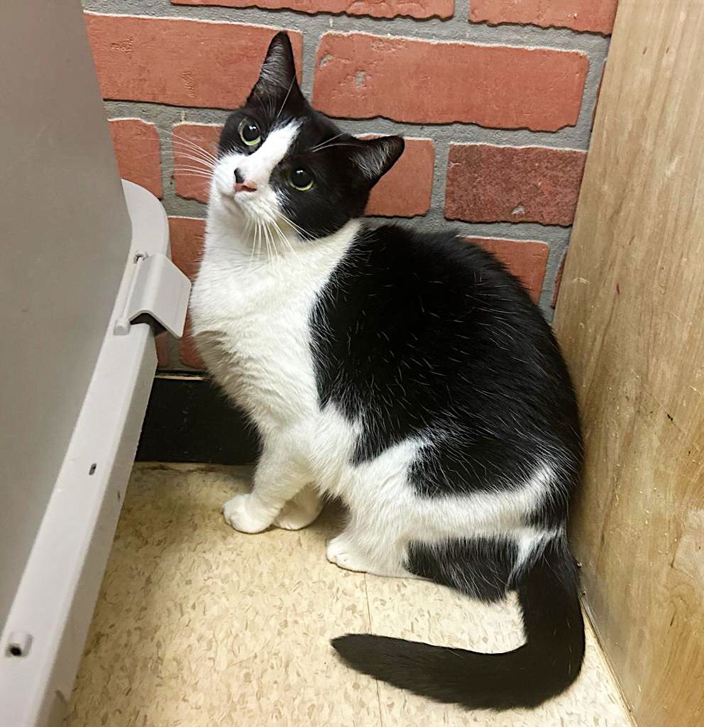 adoptable Cat in Pompano Beach, FL named Mckinley