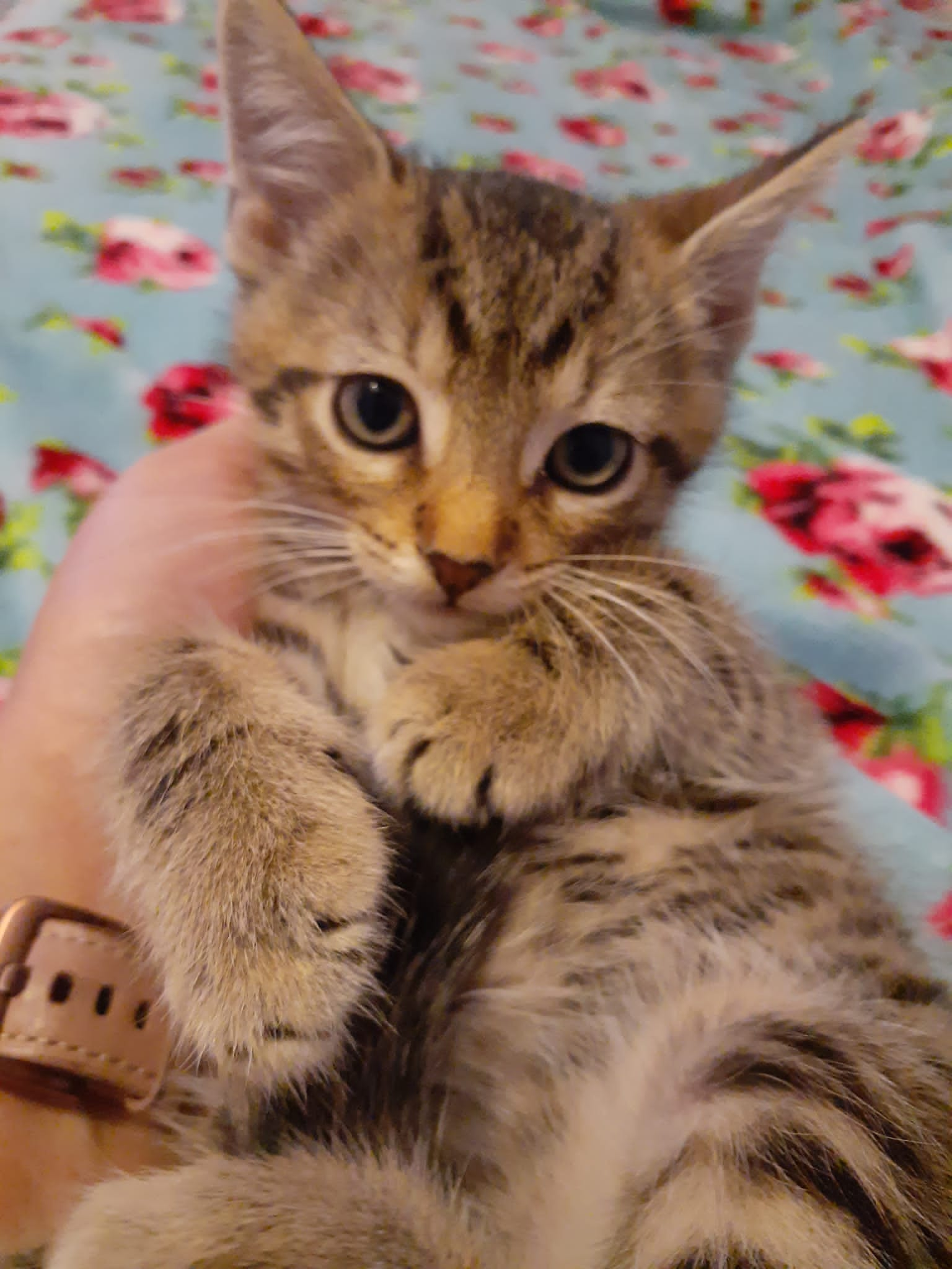 adoptable Cat in Pompano Beach, FL named Luthor