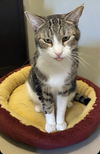 adoptable Cat in Pompano Beach, FL named Groot