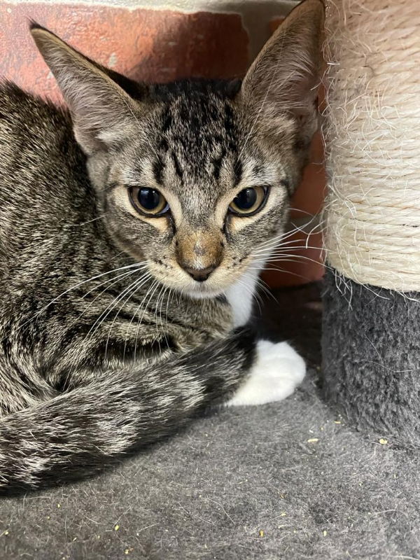 adoptable Cat in Pompano Beach, FL named Rocket