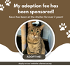 adoptable Cat in Pompano Beach, FL named Savvi