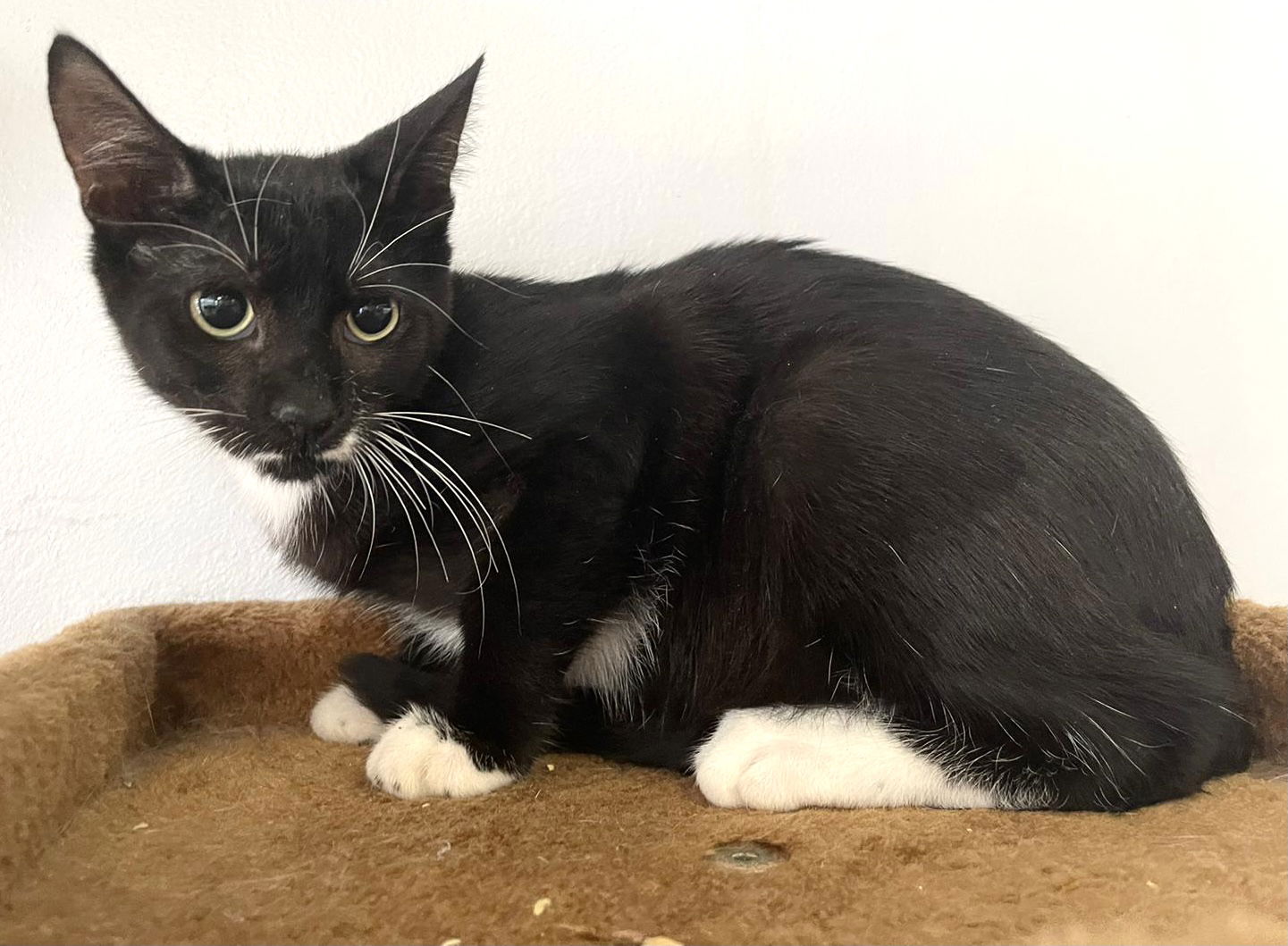 adoptable Cat in Pompano Beach, FL named Mr. Wiskers