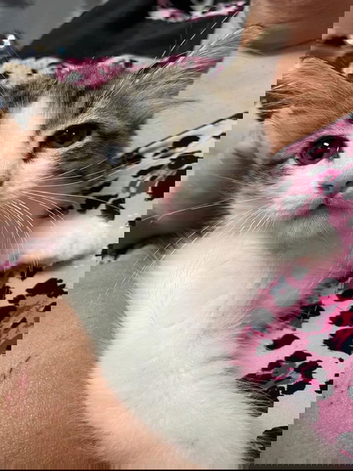 Nemo