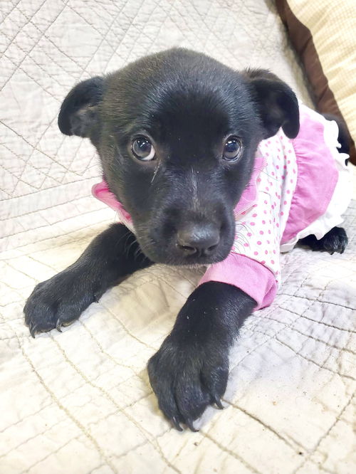 Lulu