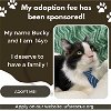 adoptable Cat in , FL named Bucky
