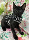 Willow
