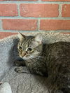 Zara Tabby