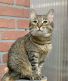 Zara Tabby