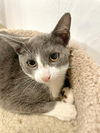 adoptable Cat in Pompano Beach, FL named Aaron