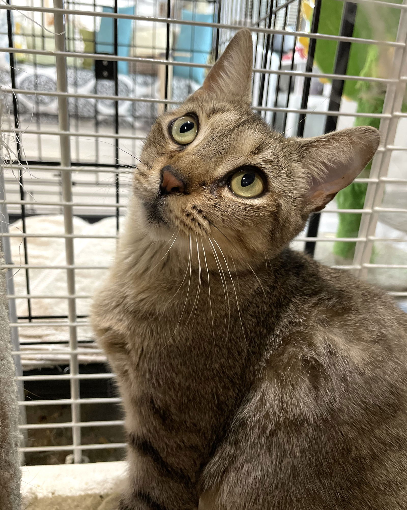 adoptable Cat in Pompano Beach, FL named Valentina