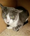 adoptable Cat in pompano , FL named Aventura
