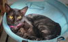 adoptable Cat in Pompano Beach, FL named Dona