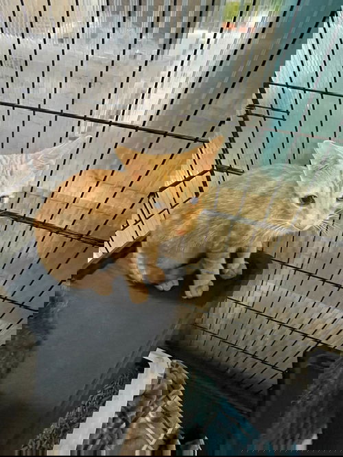 Nacho