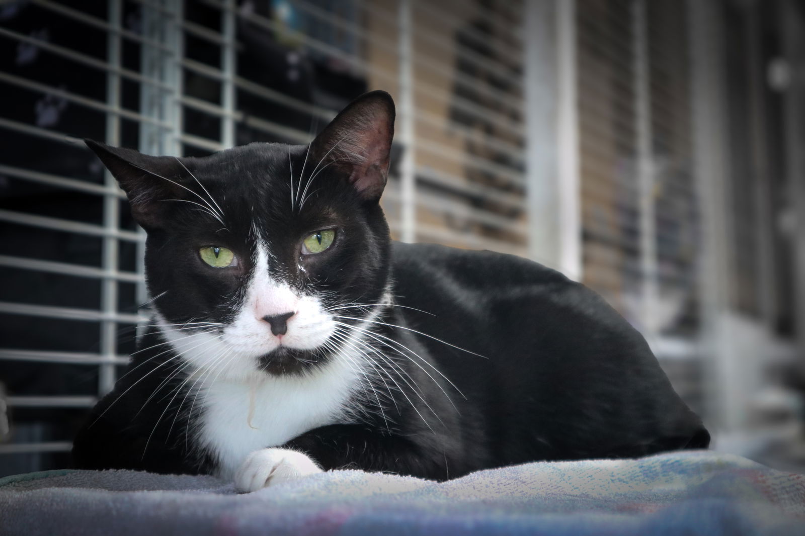 adoptable Cat in Pompano Beach, FL named Andre