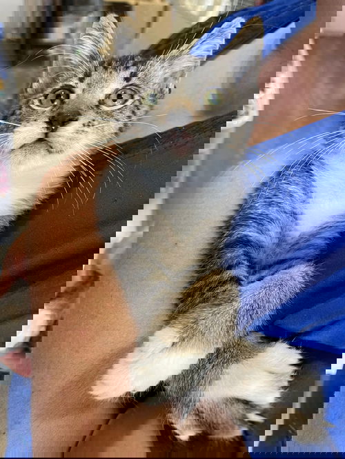 Maciel