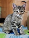 Jace