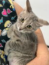 adoptable Cat in Pompano Beach, FL named Aline