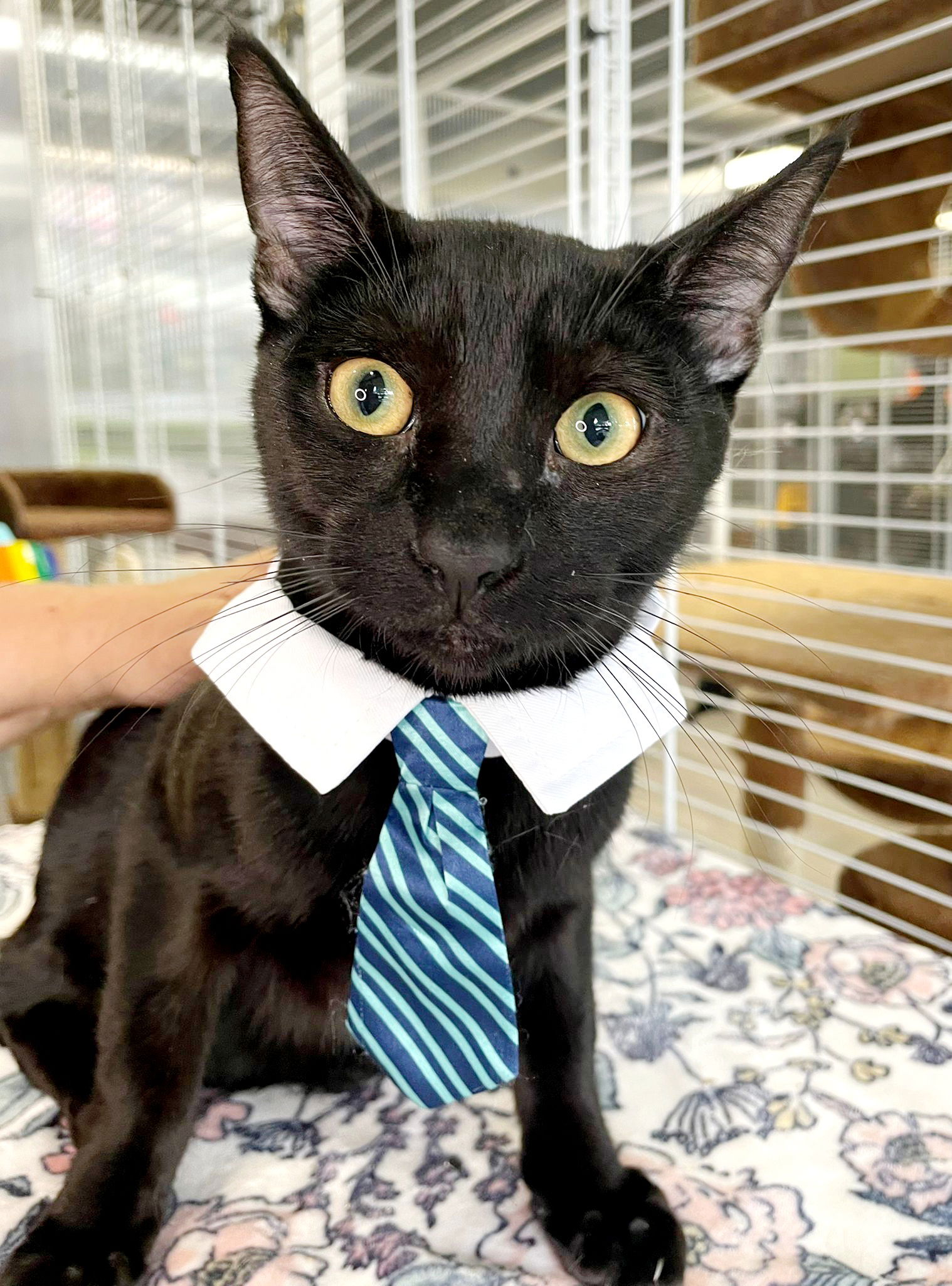 adoptable Cat in Pompano Beach, FL named Gary