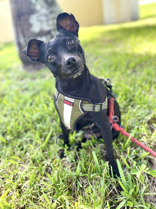 Lulu