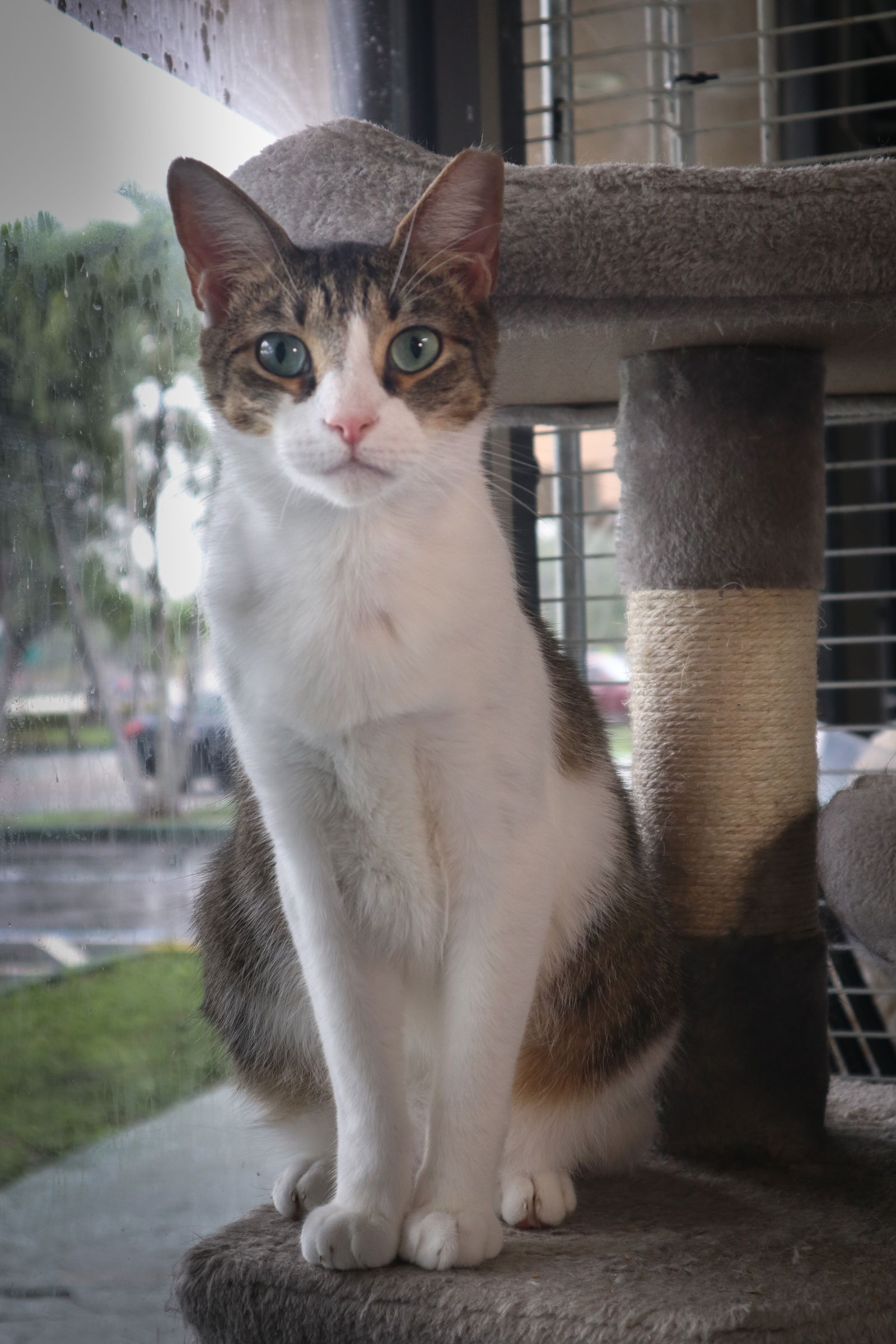 adoptable Cat in Pompano Beach, FL named Junior 2