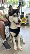 Gio