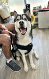 Gio