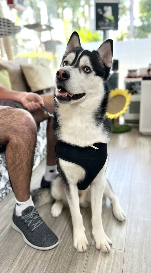 Gio