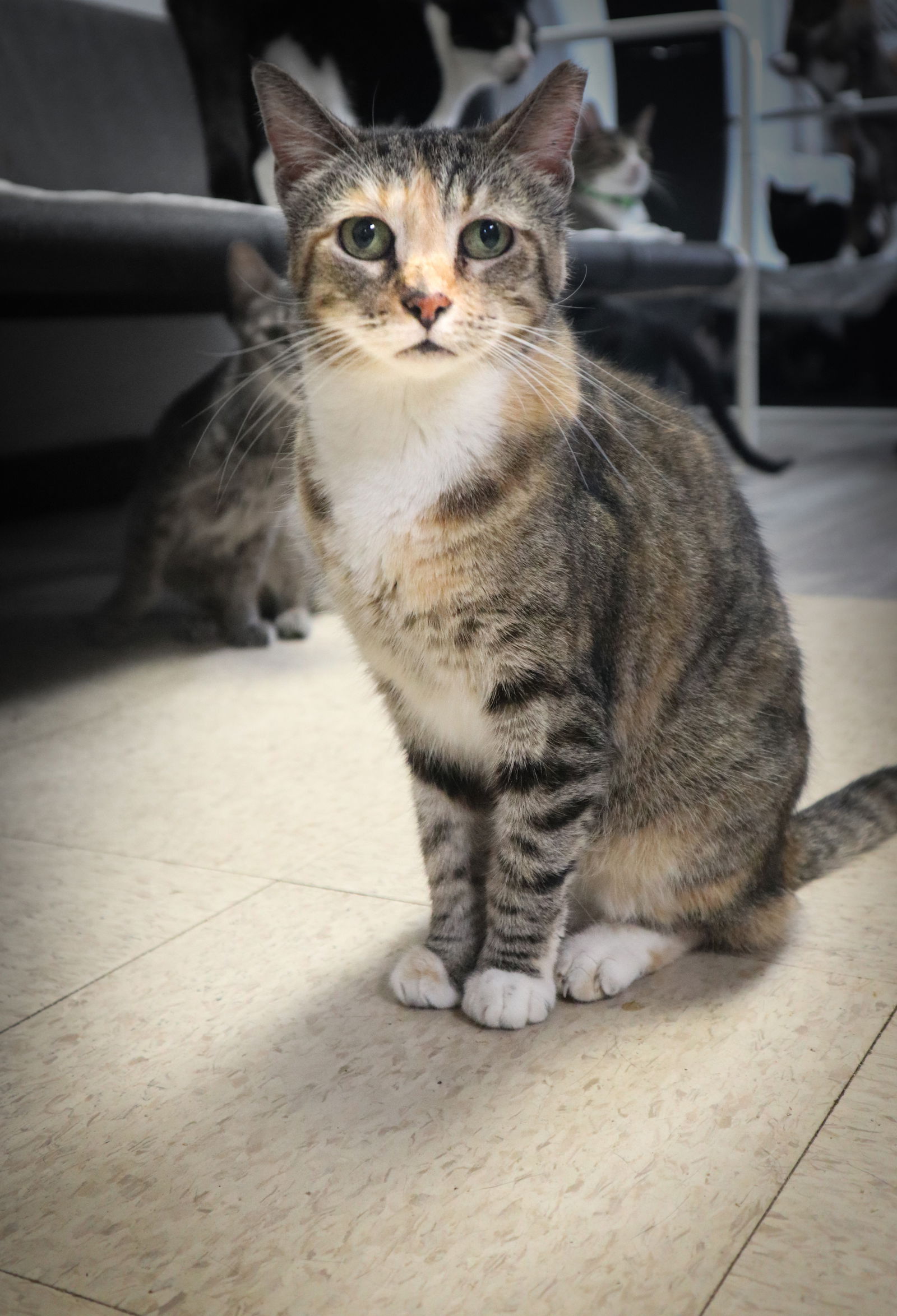 adoptable Cat in Pompano Beach, FL named Rose