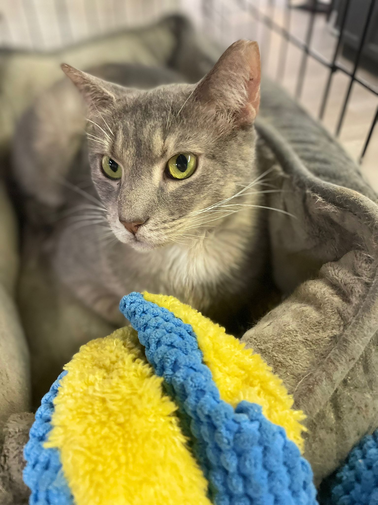 adoptable Cat in Pompano Beach, FL named Tulip