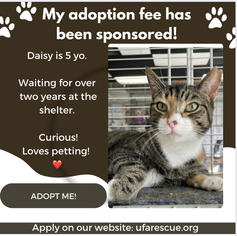 adoptable Cat in Pompano Beach, FL named Daisy