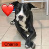 Charlie