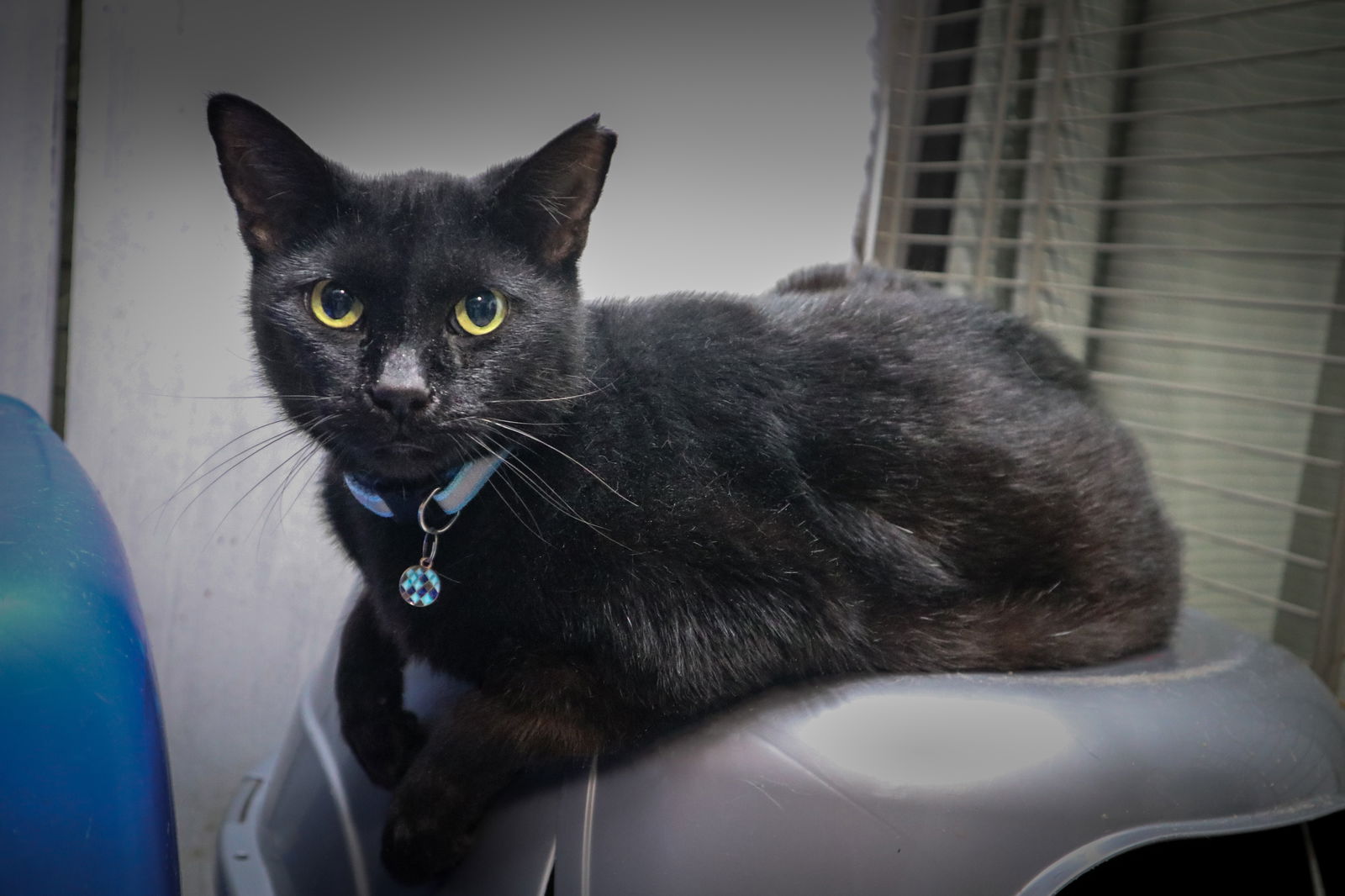 adoptable Cat in Pompano Beach, FL named Dionisio