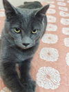 Jax