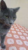 Jax