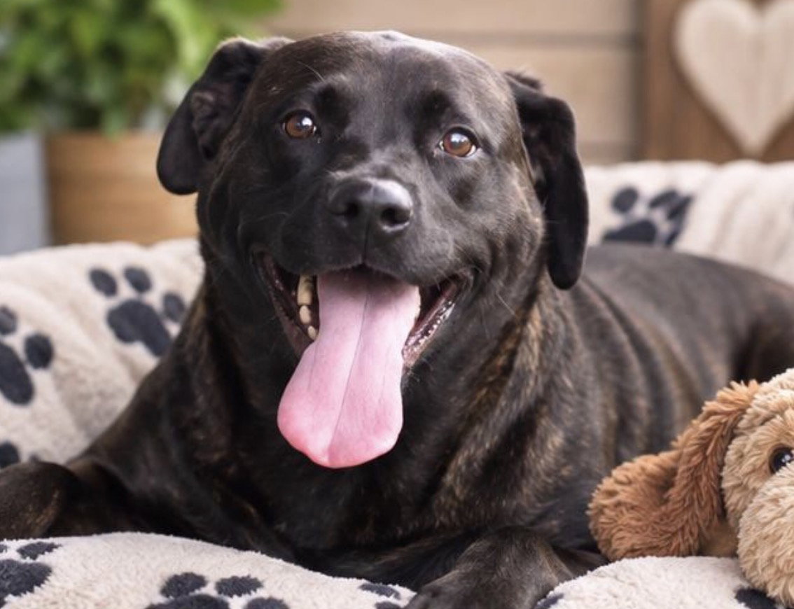 Olivia, Labrador Retriever