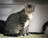 adoptable Cat in Pompano Beach, FL named Mystery